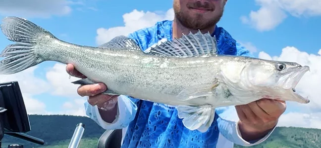 Sandres proche du Lac de Sainte-Croix
