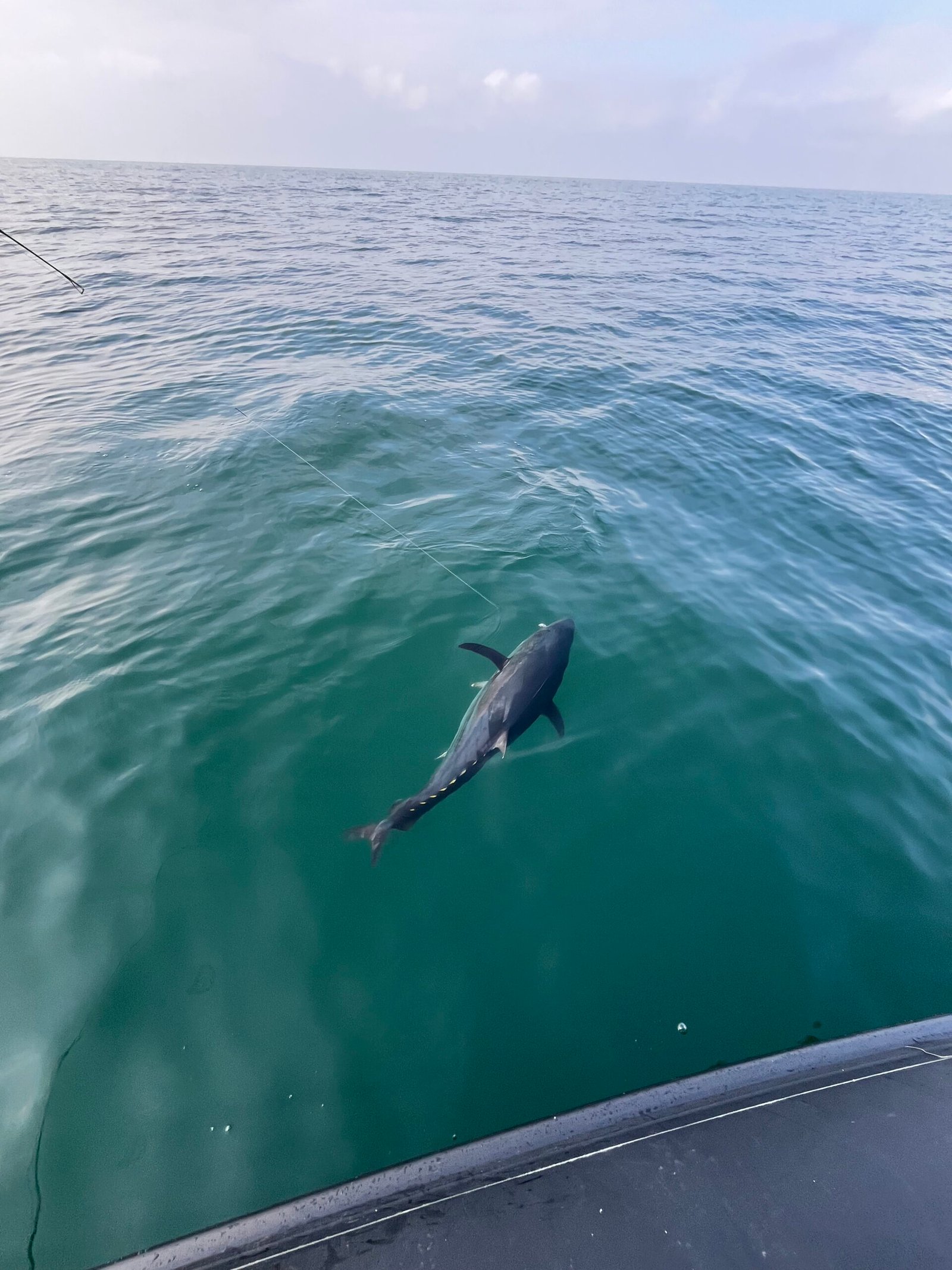 Guide Peche à Fos sur Mer