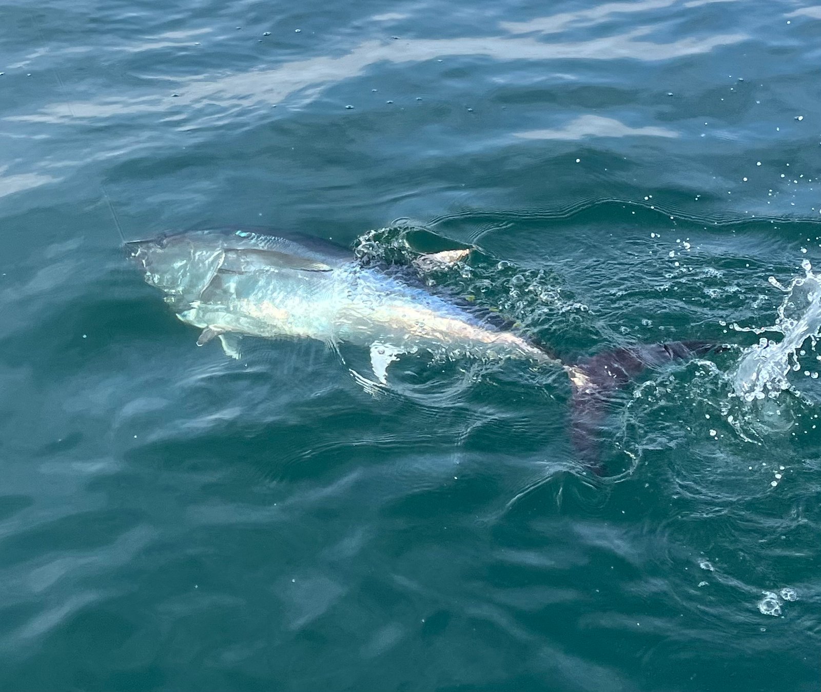 Guide Peche à Fos sur Mer