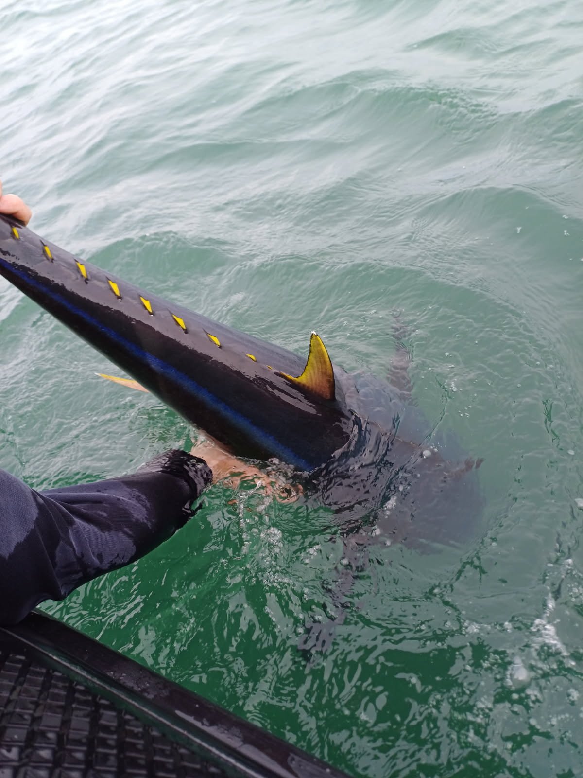 Guide Peche à Fos sur Mer